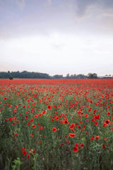 Valeria Boltneva - Expansive field of vibrant red poppy flowers in bloom under a clear evening sky.