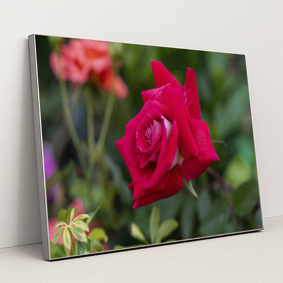 7090345443363 - Product Image