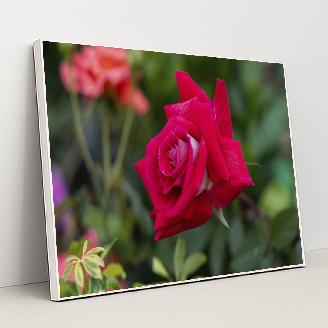 7090345443363 - Product Image