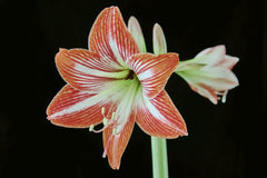 Suki Lee - Close-up of a striking red and white amaryllis flower against a black background.