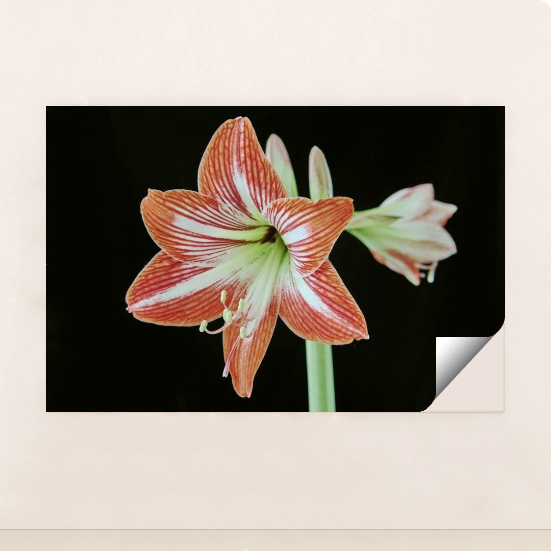 7090263752739 - Product Image