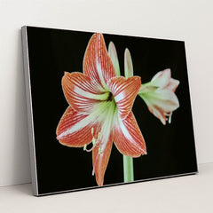 7090263752739 - Product Image