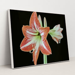 7090263752739 - Product Image