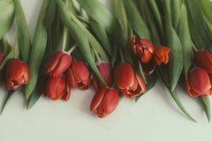 Anh Nguyen - A collection of fresh red tulips with green stems on a white background.