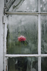 Ahmed - A pink rose behind a dewy window pane evokes an ethereal and tranquil feeling.