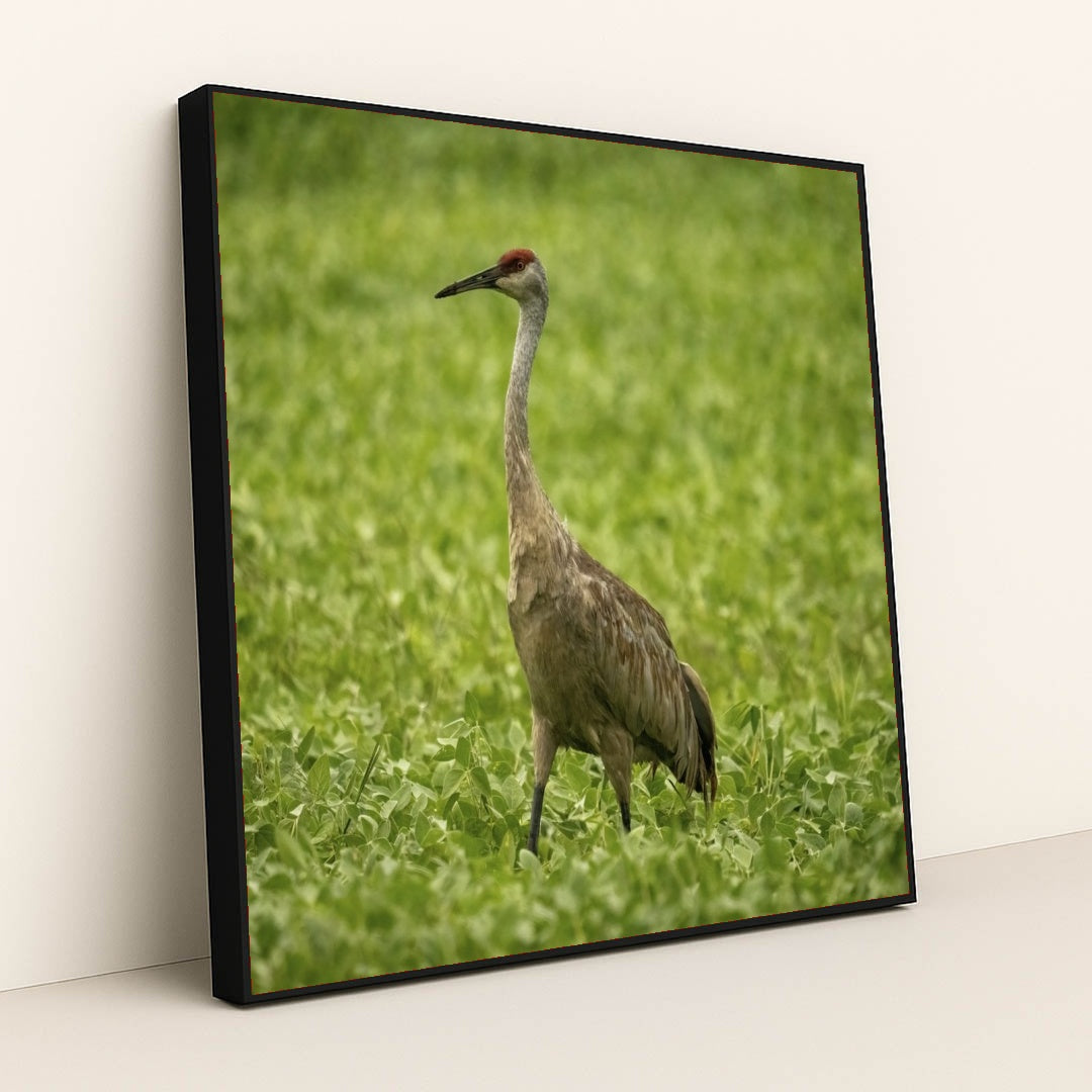 7090345312291 - Product Image