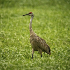 Tom Fisk - Close-up of a Sandhill Crane standing in a lush green field, Minnesota.