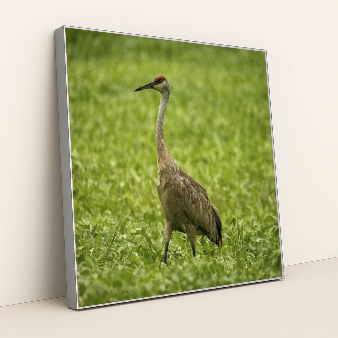 7090345312291 - Product Image