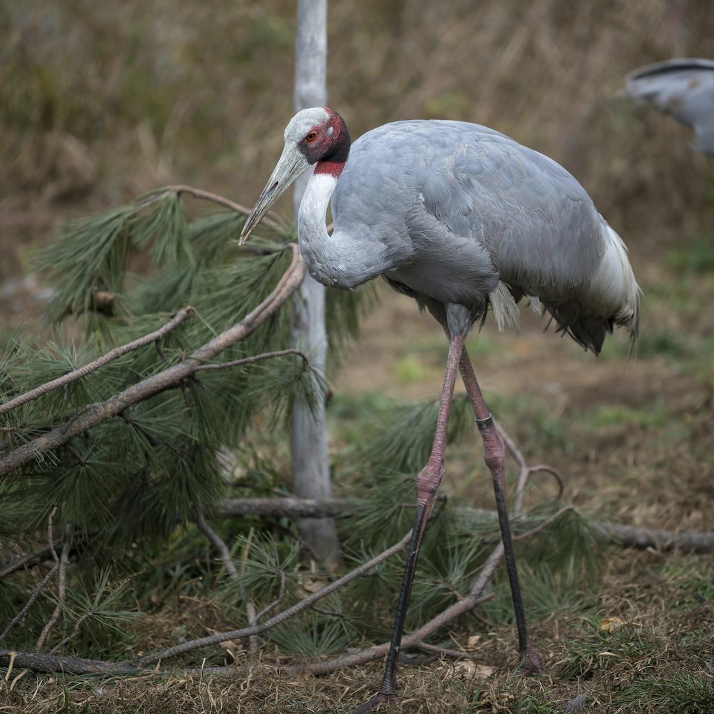 Mike Kit - Captivating image of a Sarus Crane in its natural habitat showcasing wildlife beauty.