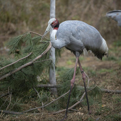Mike Kit - Captivating image of a Sarus Crane in its natural habitat showcasing wildlife beauty.