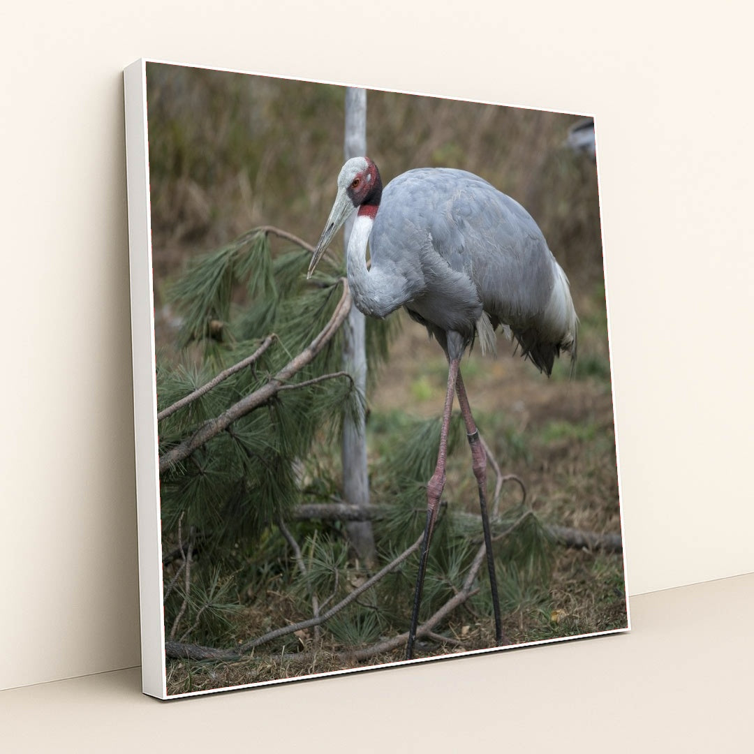 7090343772195 - Product Image