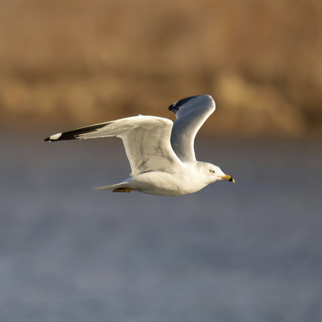 Tom Fisk - A seagull gracefully flying over water in Reads Landing, MN, captured in close-up with selective focus.
