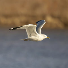 Tom Fisk - A seagull gracefully flying over water in Reads Landing, MN, captured in close-up with selective focus.