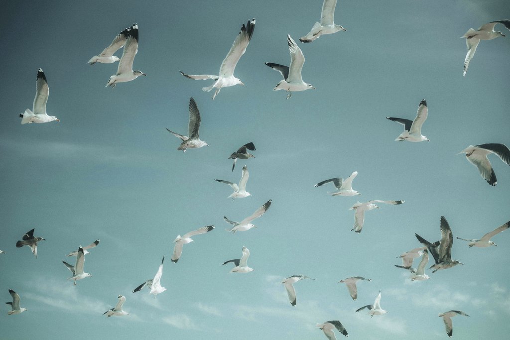 James Collington - A serene image capturing a flock of seagulls flying against a clear blue sky, conveying freedom.