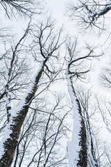 Yunus Tuğ - Captivating view of snow-laden trees reaching skyward in a serene winter forest.