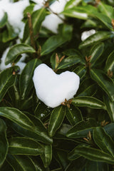Kino - A heart-shaped snow piece rests gently on lush green leaves, symbolizing love in nature.