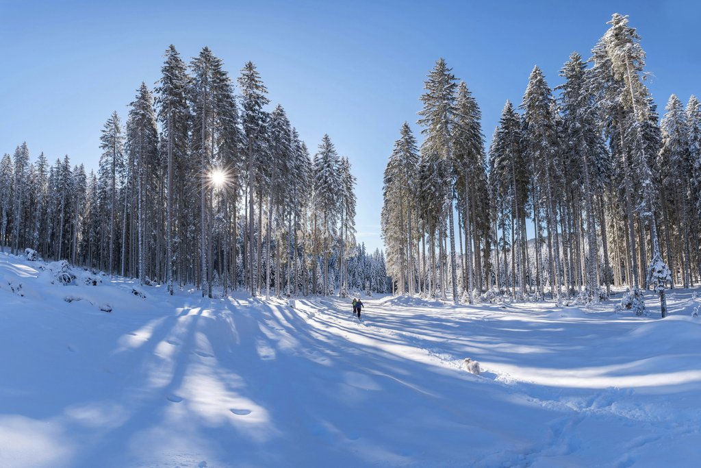 Krivec Ales - Explore the serene beauty of a snowy forest with sunlit pines and clear skies.
