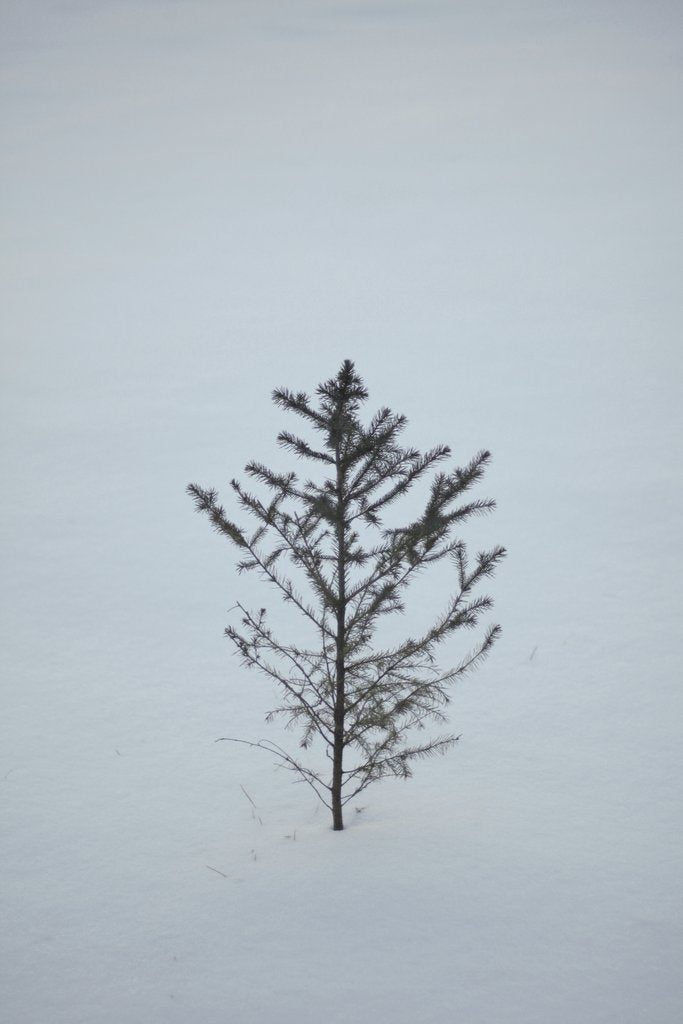 Kate - Lone Evergreen Tree In Snowy Winter Landscape