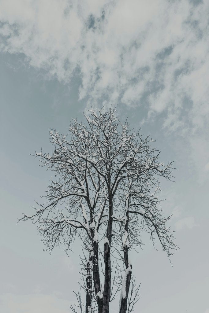 kemal can acartrk - Tall snow-covered tree with branches against a clear blue sky in winter.