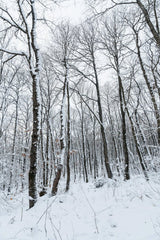 Yunus Tuğ - Peaceful winter scene of a snowy forest with tall bare trees.