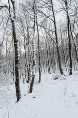 Yunus Tuğ - A serene winter forest scene with snow-covered trees and a tranquil atmosphere.
