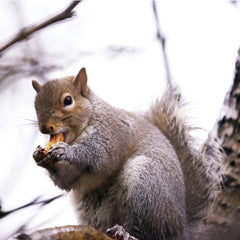 DANNIEL CORBIT - A close-up of a gray squirrel eating on a tree branch, showcasing nature's wildlife.