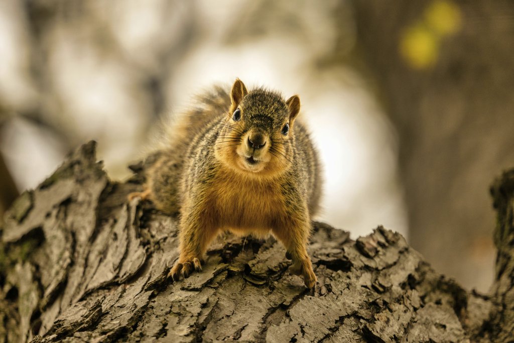 Tom Fisk - Captivating close-up of a squirrel perched on tree bark, showcasing its curious expression.
