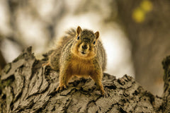 Tom Fisk - Captivating close-up of a squirrel perched on tree bark, showcasing its curious expression.