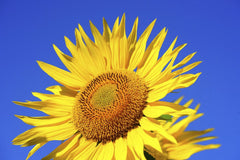 Pixabay - Close-up of a blooming sunflower with vibrant yellow petals against a clear blue sky.