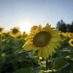 Tom Fisk - Bright sunflower field in sunrise light, showcasing rural beauty in Nelson, WI.