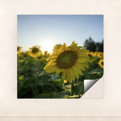 7090254676003 - Product Image