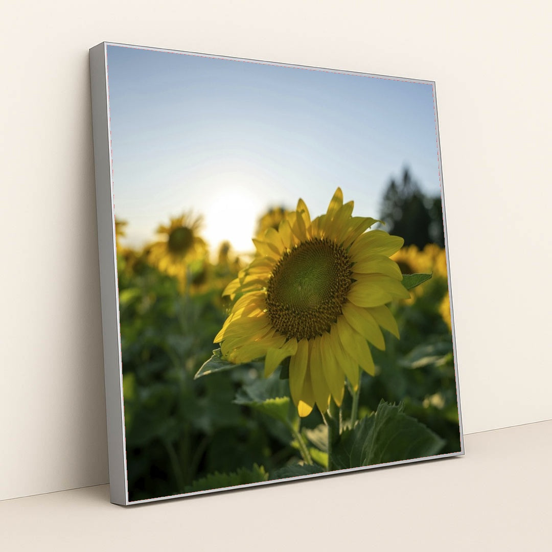 7090254676003 - Product Image