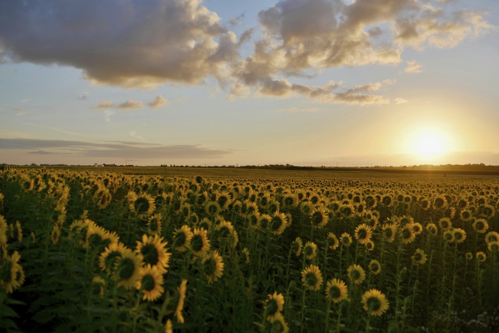 Peter de Vink - Golden sunflowers in full bloom under a dramatic sunset sky, showcasing nature's beauty.