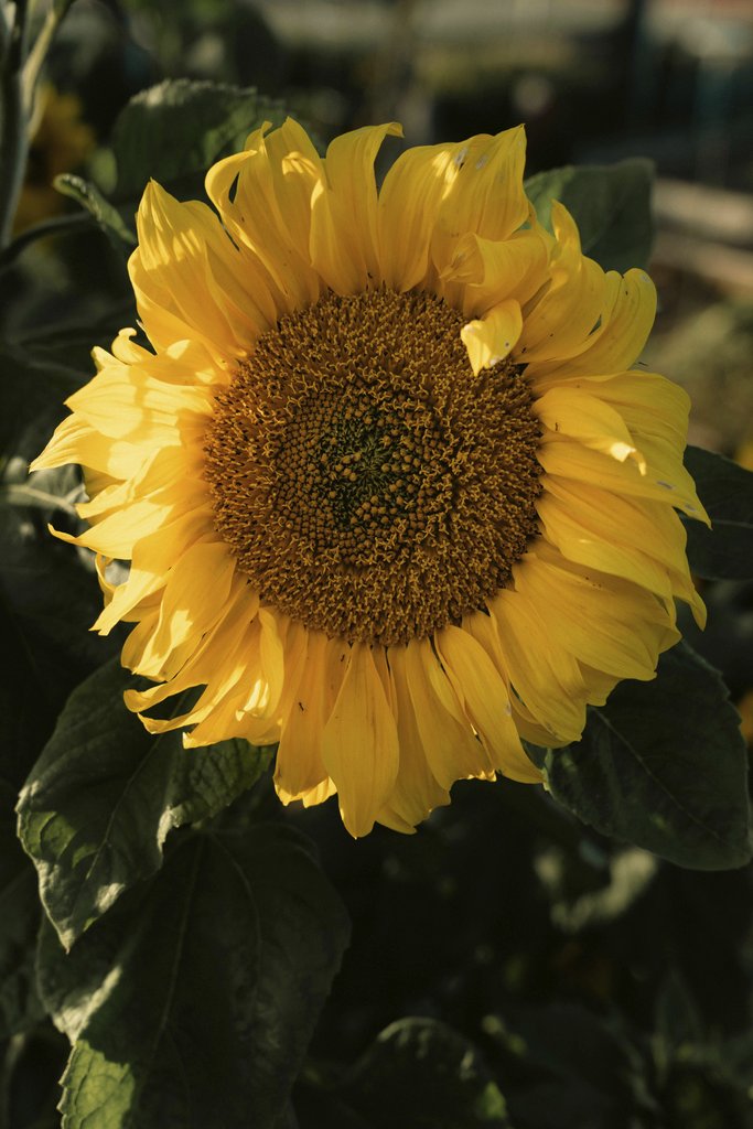 James Collington - A stunning close-up of a sunflower basking in sunlight, showcasing nature's beauty.