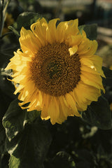 James Collington - A stunning close-up of a sunflower basking in sunlight, showcasing nature's beauty.