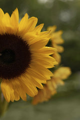 Tetyana Kovyrina - Bright sunflower captured in a close-up with a blurred natural background, perfect for nature projects.