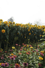 furkanfdemir - A vibrant sunflower field with blooming flowers under bright daylight, perfect for nature themes.