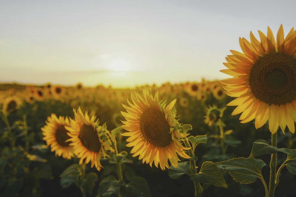 eberhard grossgasteiger - Stunning sunflower field bathed in warm, golden sunset light, capturing nature's beauty.