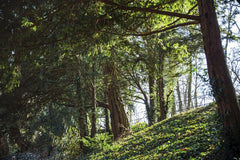 Pawel Hordjewicz - Sunlit trees and lush greenery create a peaceful forest atmosphere in Ingolstadt.