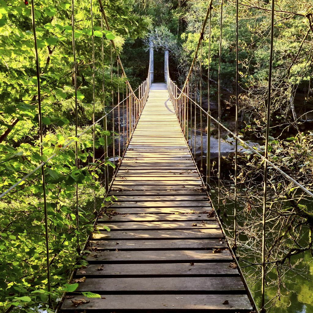 Roberto Garrido - A scenic view of a wooden suspension bridge in a serene forest setting.