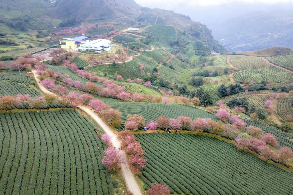 Quang Nguyen Vinh - Scenic aerial view of cherry blossoms lining crops in Vietnam's rural landscape.