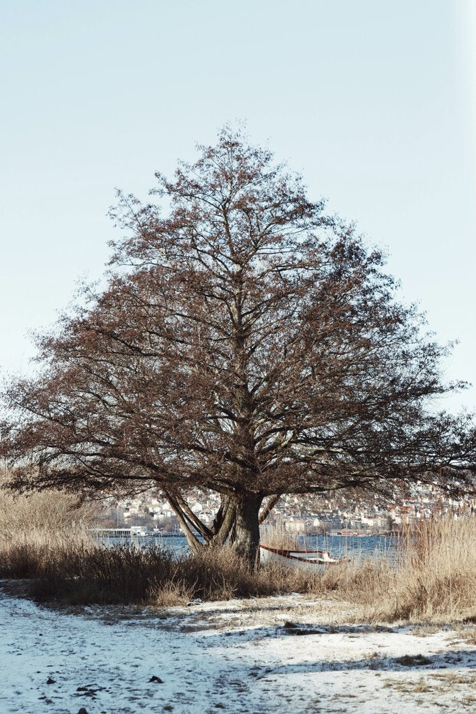 Efrem Efre - A tranquil winter scene featuring a large tree by the water in Jönköping, Sweden.