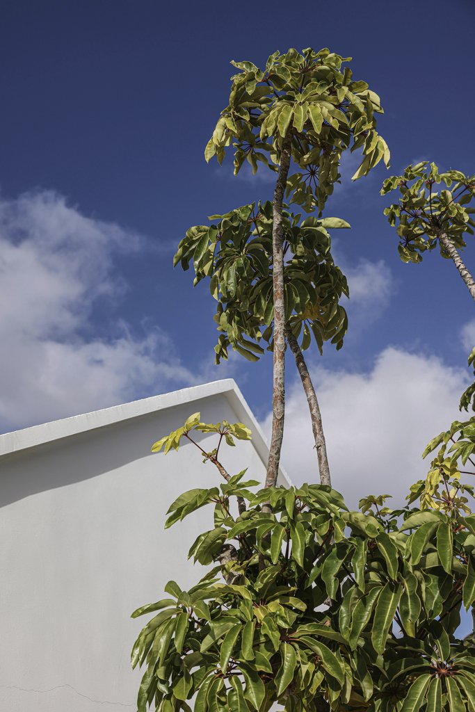 Cup of Couple - A close-up of a tropical palm tree reaching towards a vibrant blue sky.