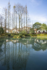 Nguyen Khuong - Serene view of leafless trees and houses reflecting in a calm lake on a winter day.