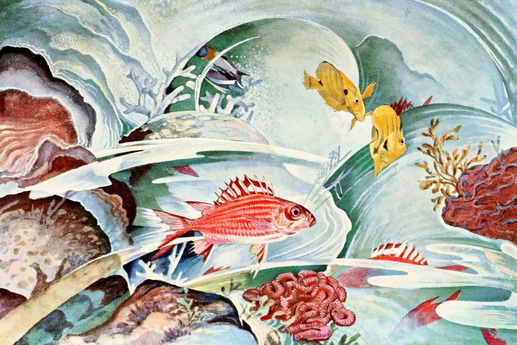 Stephen Haweis - Squirrel fish of Honolulu (1929-1932)