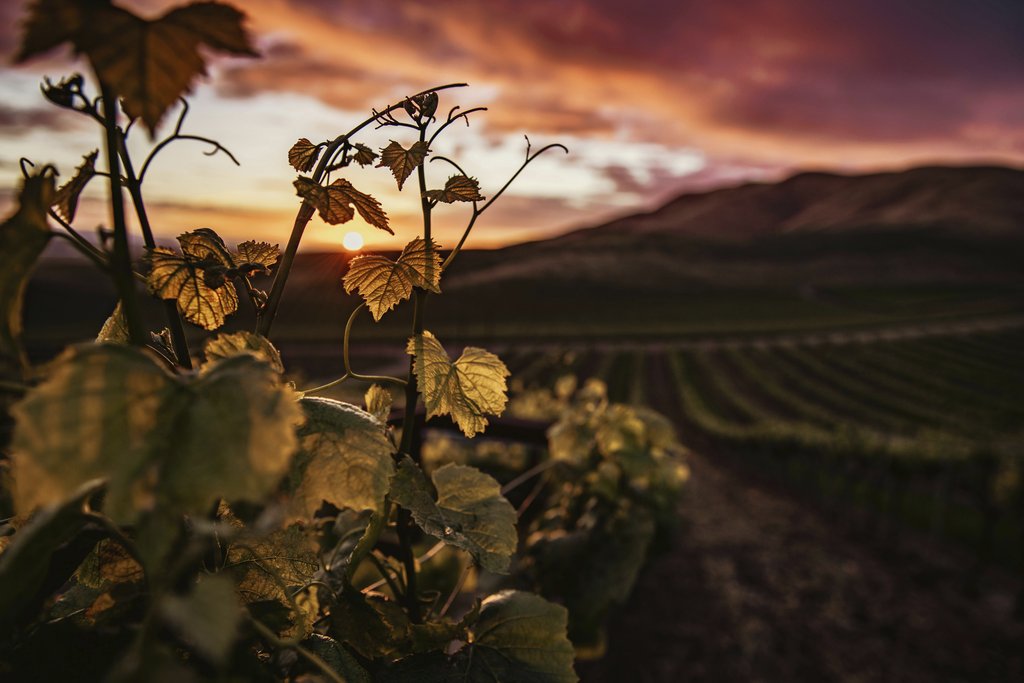 Tim Mossholder - Golden sunset illuminating vineyard leaves in Santa Maria, CA.