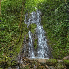 Enrique Hidalgo - A serene waterfall cascades down mossy rocks in a vibrant green rainforest.