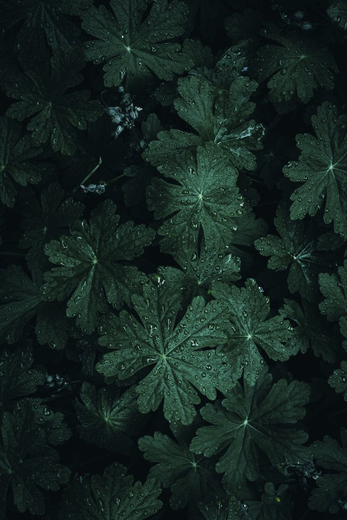Wyxina Tresse - A moody close-up of dark green leaves with fresh water droplets, creating a natural and serene texture.