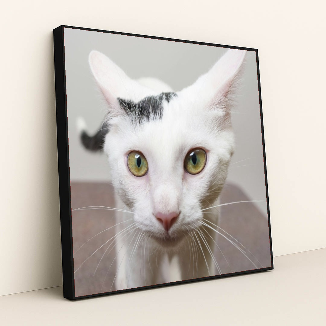 7090329223203 - Product Image