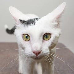 frank minjarez - A curious tabby cat with striking eyes looking directly at the camera in Palo Alto, CA.